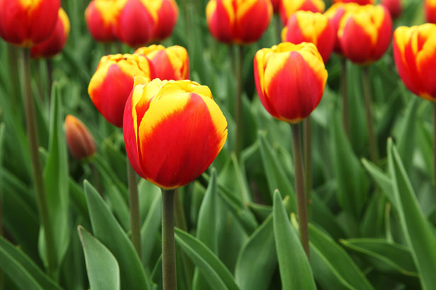 ADHD-Therapy-Toronto
